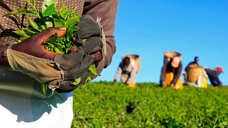A woman picks tea leaves at a plantation in Nandi Hills, in Kenya's highlands region west of capital Nairobi, November 5, 2014.